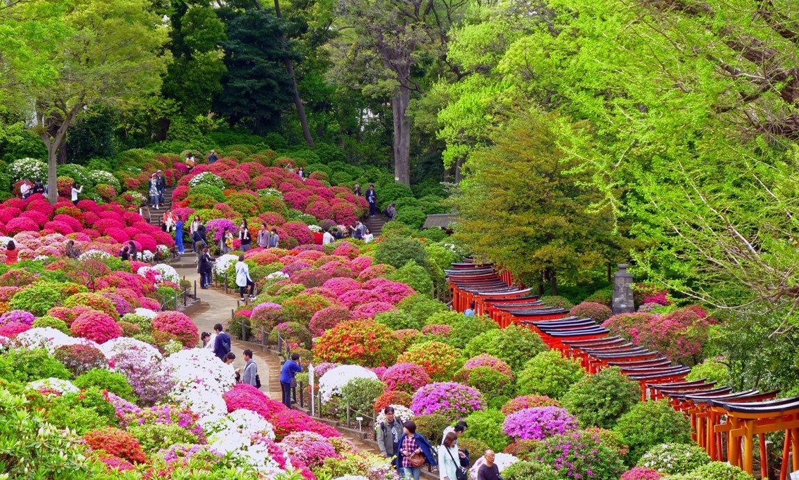 東松山の物見山公園で4万本が咲き誇る「つつじ祭り」開催！4/18日