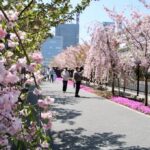 恒例の造幣局さいたま支局「桜のさんぽ道」一般開放！4/19日まで