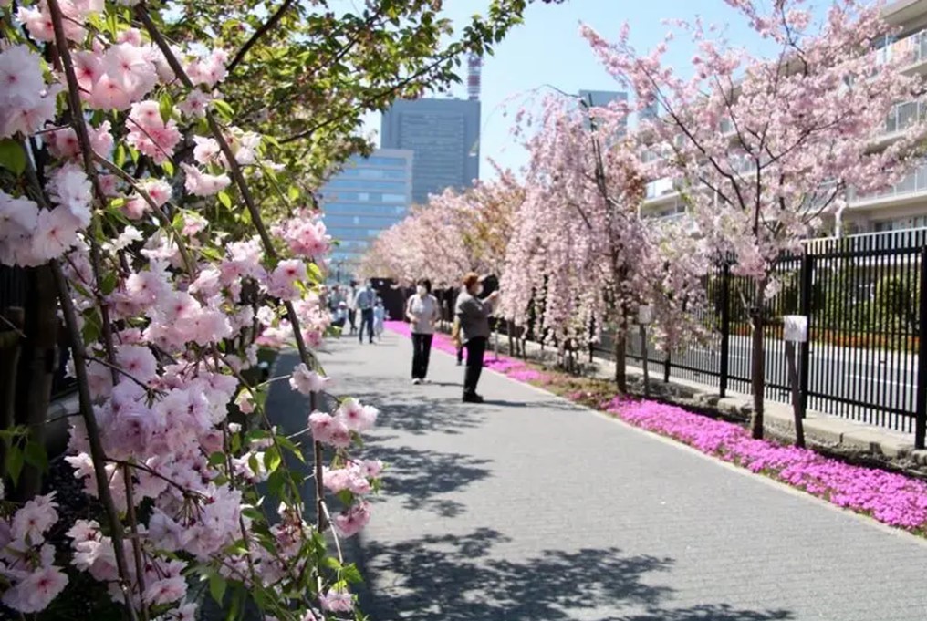 恒例の造幣局さいたま支局「桜のさんぽ道」一般開放！4/19日まで