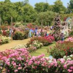 千葉・八千代市の「京成バラ園」で、4/18日から春のイベント開催！