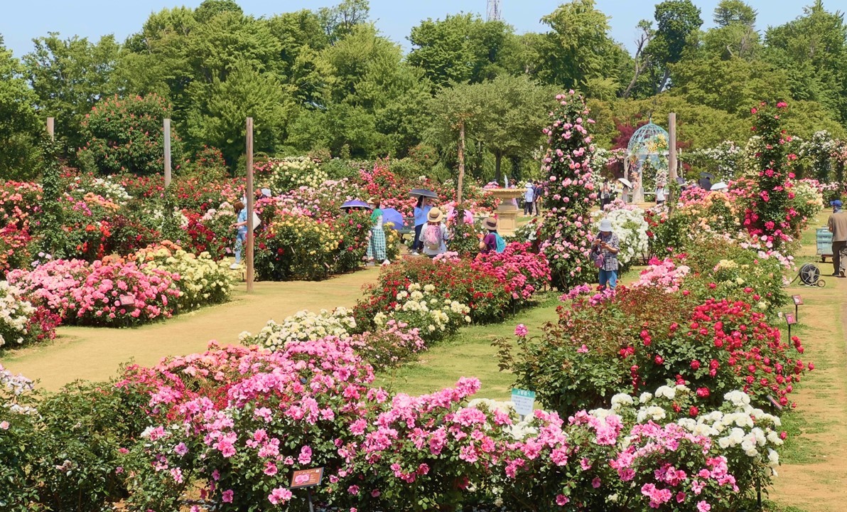千葉・八千代市の「京成バラ園」で、4/18日から春のイベント開催！