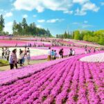 関東屈指の芝桜の名所、秩父・羊山公園で「芝桜まつり」4/3～ 開催！