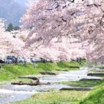 福島県 猪苗代町「観音寺川の桜並木」約1キロの桜回廊の絶景！