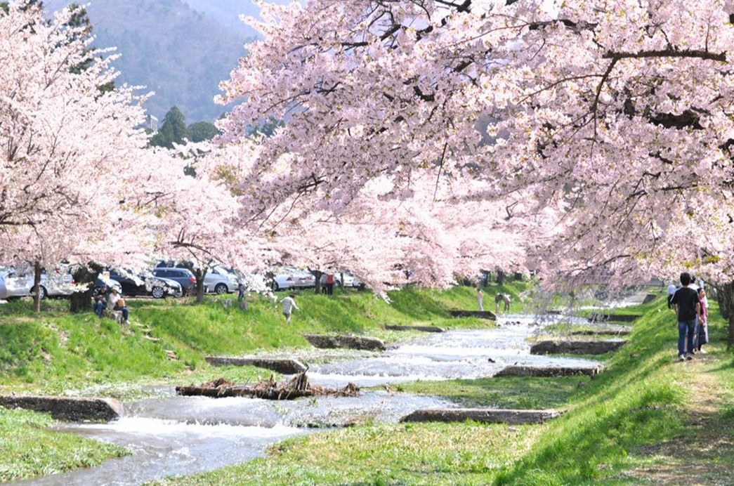 福島県 猪苗代町「観音寺川の桜並木」約1キロの桜回廊の絶景！