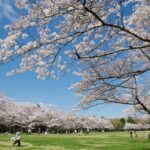 日本さくら名所100選、千葉市の「泉自然公園」で桜が見ごろです！