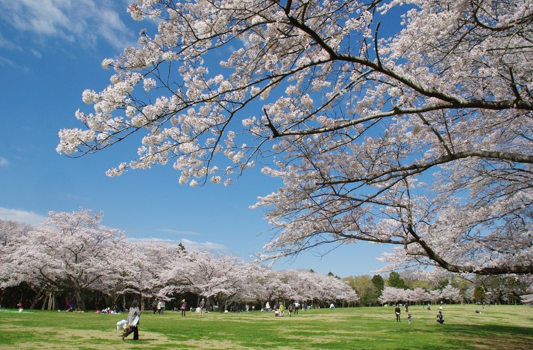 日本さくら名所100選、千葉市の「泉自然公園」で桜が見ごろです!