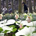 栃木県佐野市「五丈の滝前植物園」で、1千株のクマガイソウが見頃！