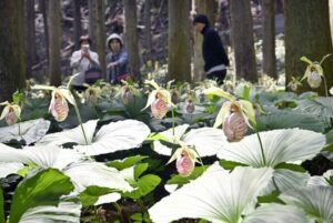 栃木県佐野市「五丈の滝前植物園」で、1千株のクマガイソウが見頃！