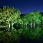 山形・白川湖の「水没林」今しか見られない春限定の光景！5月中旬まで