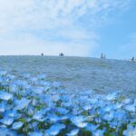 山梨・富士川クラフトパークでネモフィラが見頃！3000平方メートルの絶景