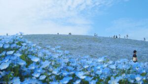 山梨・富士川クラフトパークでネモフィラが見頃！3000平方メートルの絶景