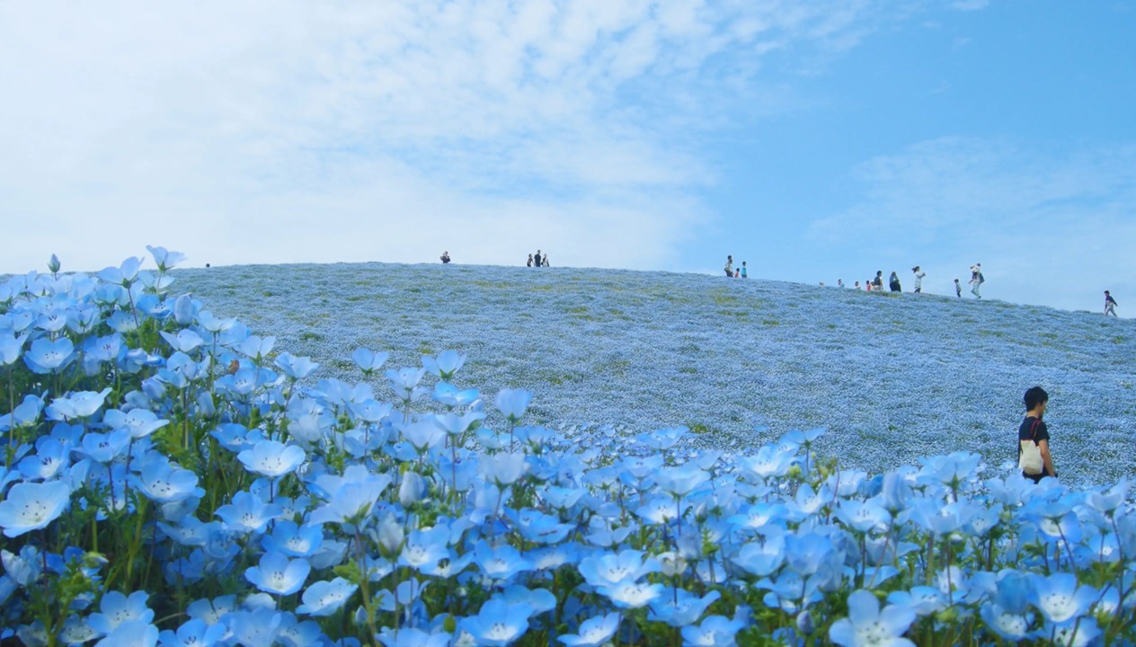 山梨・富士川クラフトパークでネモフィラが見頃！3000平方メートルの絶景