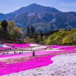 秩父市・羊山公園の「芝桜の丘」が、5月1日から入園を無料に！　
