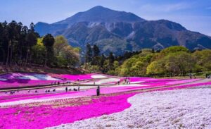 秩父市・羊山公園の「芝桜の丘」が、5月1日から入園を無料に！　
