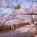 長野・伊那市の桜名所「高遠城址公園」で、天下第一の桜が満開！