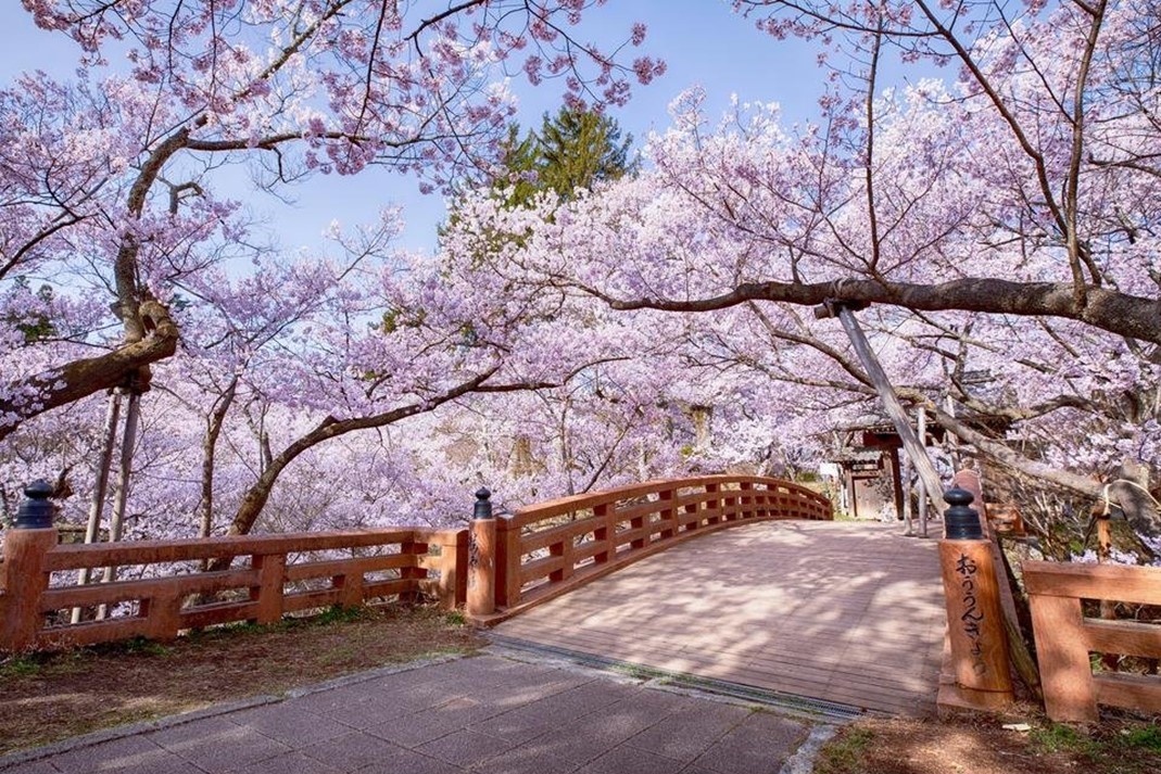 長野・伊那市の桜名所「高遠城址公園」で、天下第一の桜が満開！