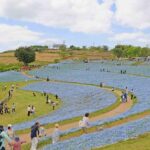 千葉・マザー牧場で青の絨毯が絶景！100万本のネモフィラが満開です！