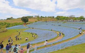 千葉・マザー牧場で青の絨毯が絶景！100万本のネモフィラが満開です！