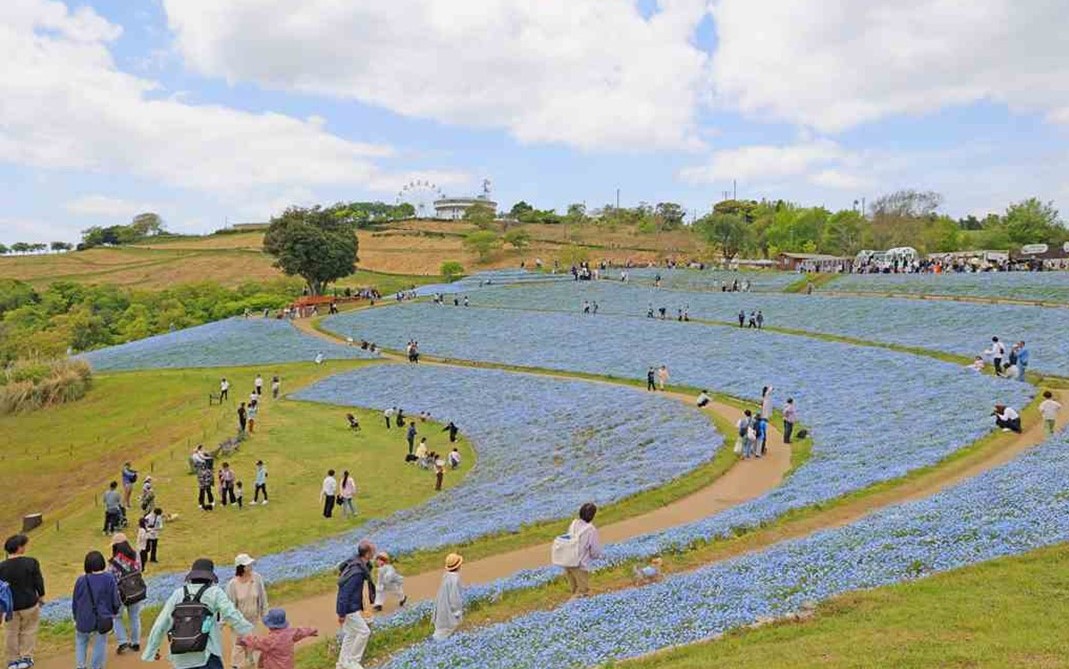 千葉・マザー牧場で青の絨毯が絶景！100万本のネモフィラが満開です！