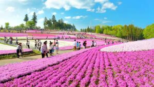 関東屈指の芝桜の名所、秩父・羊山公園で「芝桜まつり」4/3～ 開催！