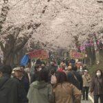 群馬・前橋市の桜の名所「赤城南面千本桜」で桜まつり！ 4/19日まで