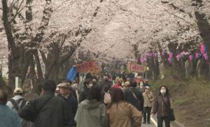 群馬・前橋市の桜の名所「赤城南面千本桜」で桜まつり! 4/19日まで