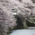 山形市の桜の名所「霞城公園」で、満開の桜のライトアップ開始！