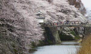 山形市の桜の名所「霞城公園」で、満開の桜のライトアップ開始!