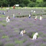 嵐山で、初夏の風物詩「らんざんラベンダーまつり」開催！6/13日～