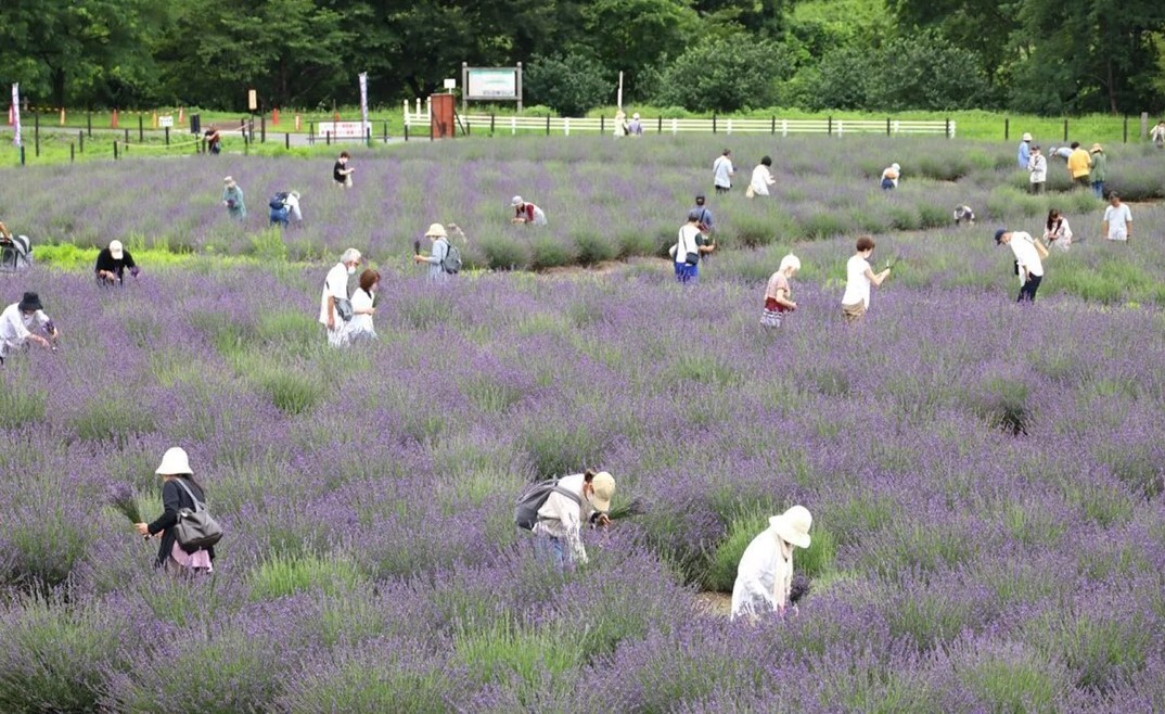 嵐山で、初夏の風物詩「らんざんラベンダーまつり」開催!6/13日~