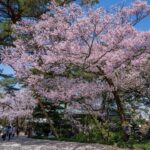 金沢市、国の特別名勝「兼六園」で、無料開園始まる！ 4/8日まで