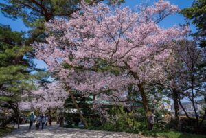 金沢市、国の特別名勝「兼六園」で、無料開園始まる！ 4/8日まで