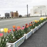 新潟・中央区で「萬代橋チューリップフェスティバル」4月30日まで開催中！