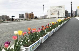 新潟・中央区で「萬代橋チューリップフェスティバル」4月30日まで開催中！