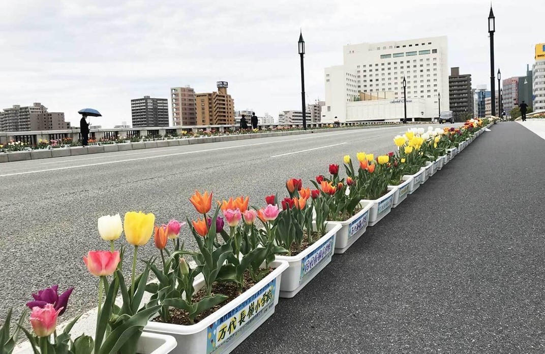 新潟・中央区で「萬代橋チューリップフェスティバル」4月30日まで開催中！