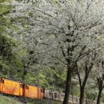 黒部峡谷鉄道、今シーズンの運行開始！ 黒部峡谷を小さな機関車で行く