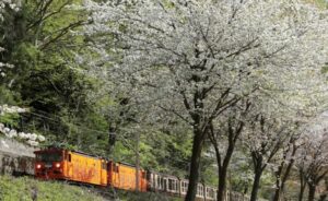 黒部峡谷鉄道、今シーズンの運行開始！ 黒部峡谷を小さな機関車で行く