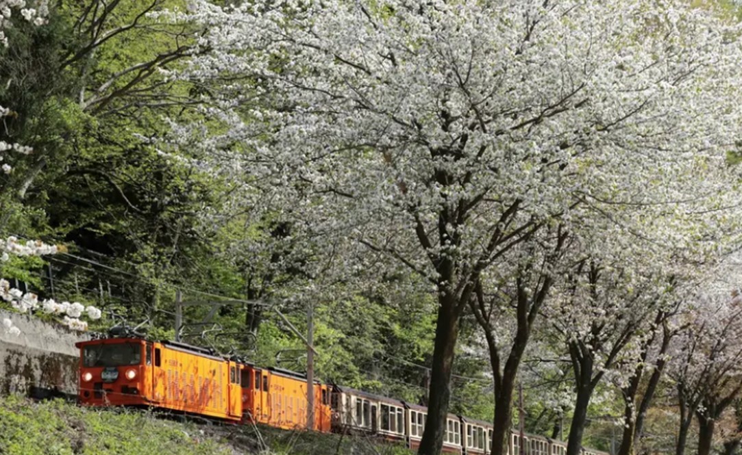 黒部峡谷鉄道、今シーズンの運行開始！ 黒部峡谷を小さな機関車で行く