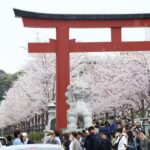 鎌倉・鶴岡八幡宮の参道「段葛」など、境内のサクラが見頃です！