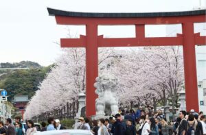 鎌倉・鶴岡八幡宮の参道「段葛」など、境内のサクラが見頃です！
