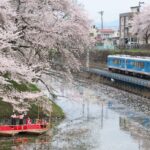 JR東、減速運転で粋な計らい　山形・霞城公園の桜を車窓から楽しんで！4/7日～