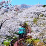 4/4日  仙台でサクラが満開！ 平年より9日、去年より6日ともに早く