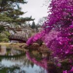 長野・駒ケ根市の「馬見塚公園」で、ツツジと桜の共演が絶景です！