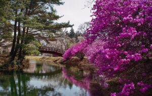 長野・駒ケ根市の「馬見塚公園」で、ツツジと桜の共演が絶景です!