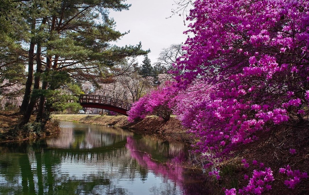 長野・駒ケ根市の「馬見塚公園」で、ツツジと桜の共演が絶景です!