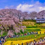 日本三大桜の一つ、福島県「三春滝桜」が満開！夜はライトアップも
