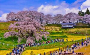 日本三大桜の一つ、福島県「三春滝桜」が満開!夜はライトアップも
