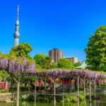 東京一の藤の名所で「亀戸天神 藤まつり」夜はライトアップも  4/4日～