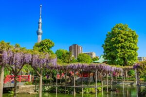 東京一の藤の名所で「亀戸天神 藤まつり」夜はライトアップも 4/4日~