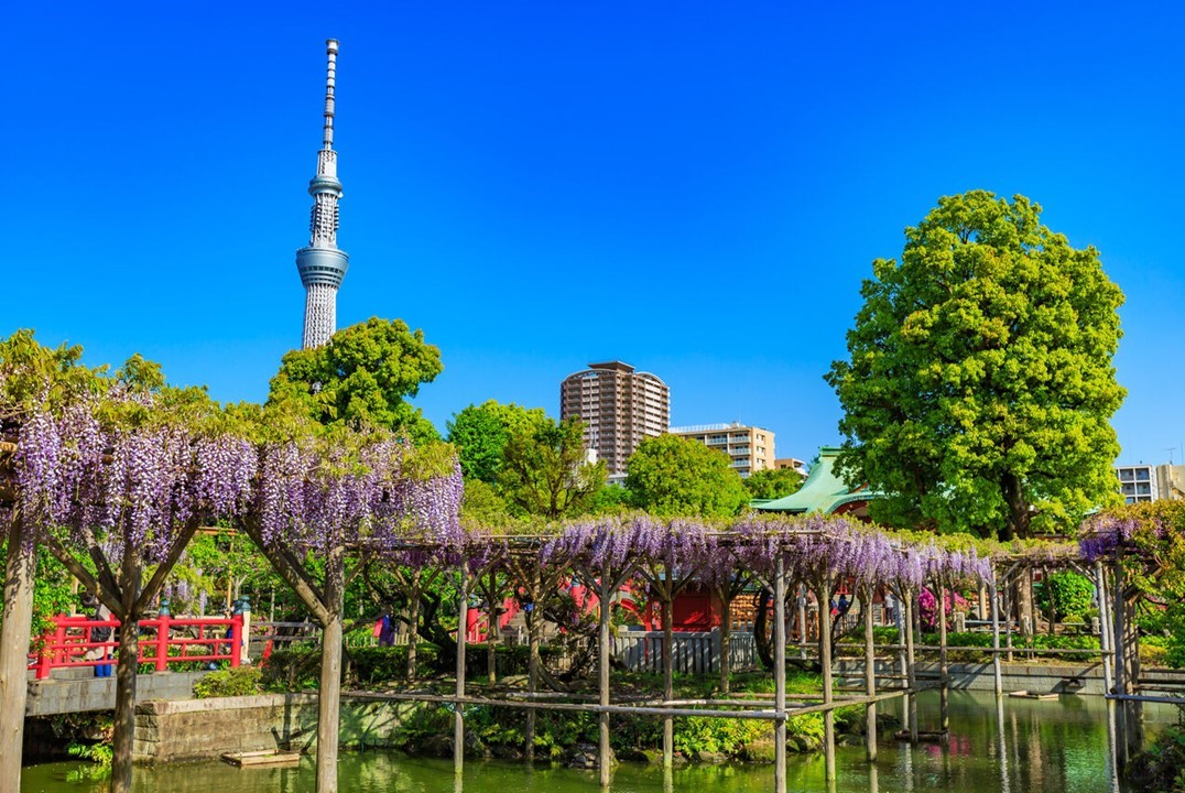東京一の藤の名所で「亀戸天神 藤まつり」夜はライトアップも 4/4日~